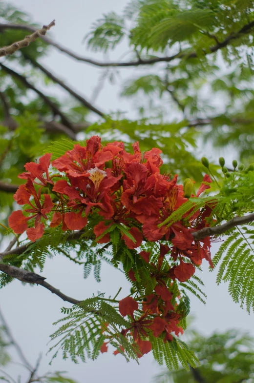 a cluster of flowers and green leaves with a sky in the background