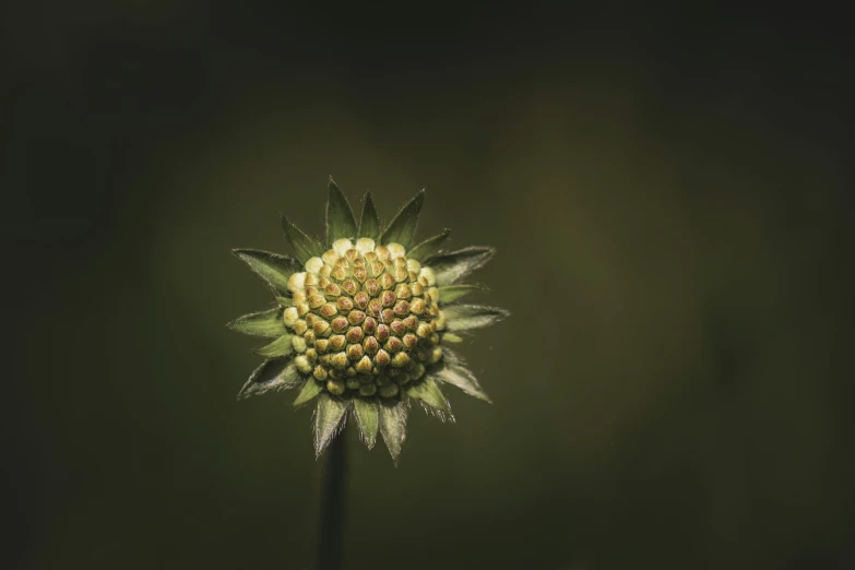 a flower on the stalk with dark background