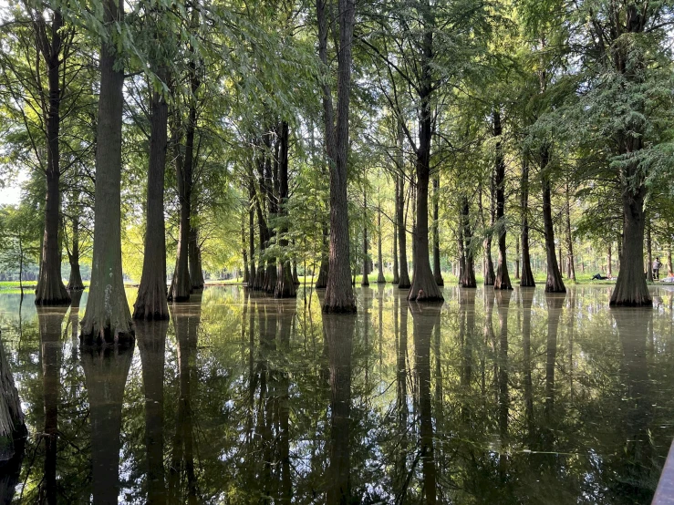 a view from the bench looking at trees in a swamp