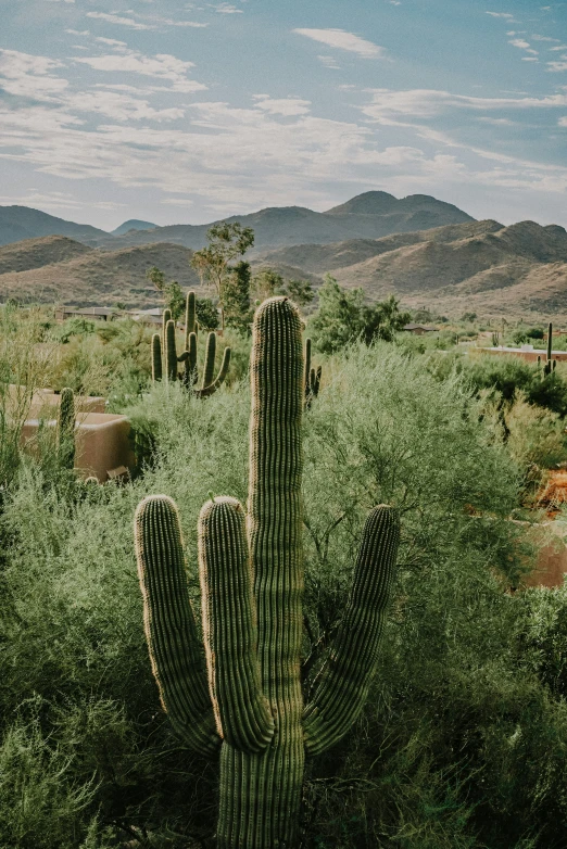 large cactus plants in desert with blue sky