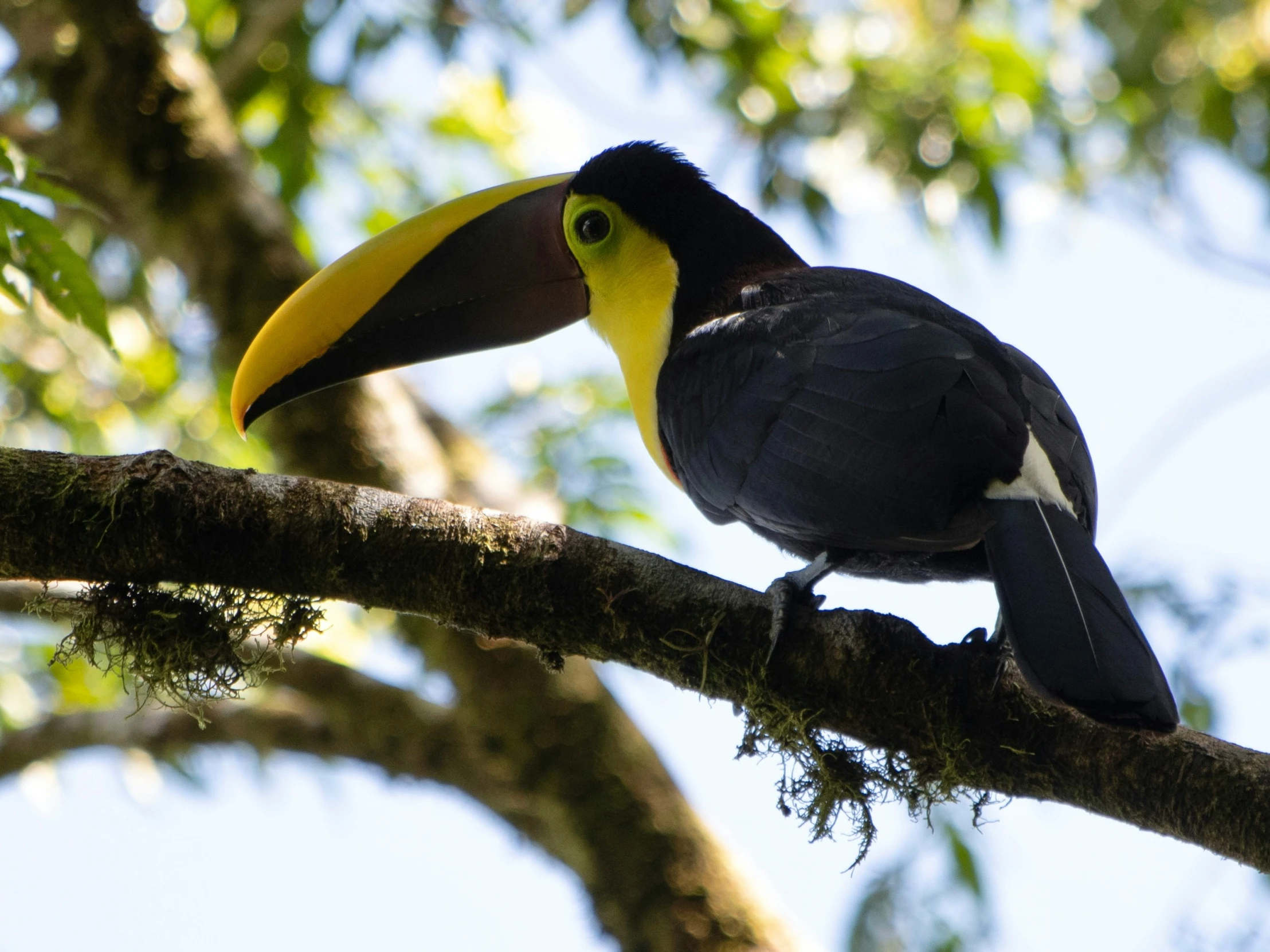 the toucan sits on the nch with the sun light shining through the leaves