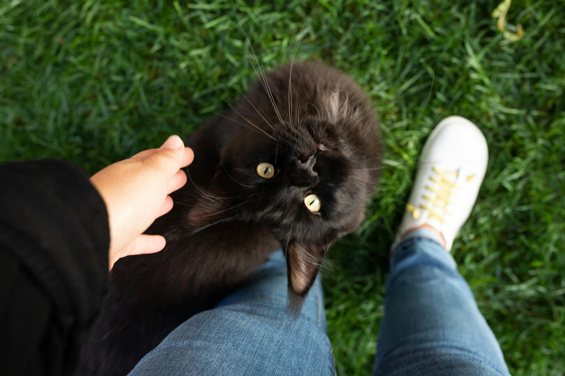 the legs of a person and black cat on green grass