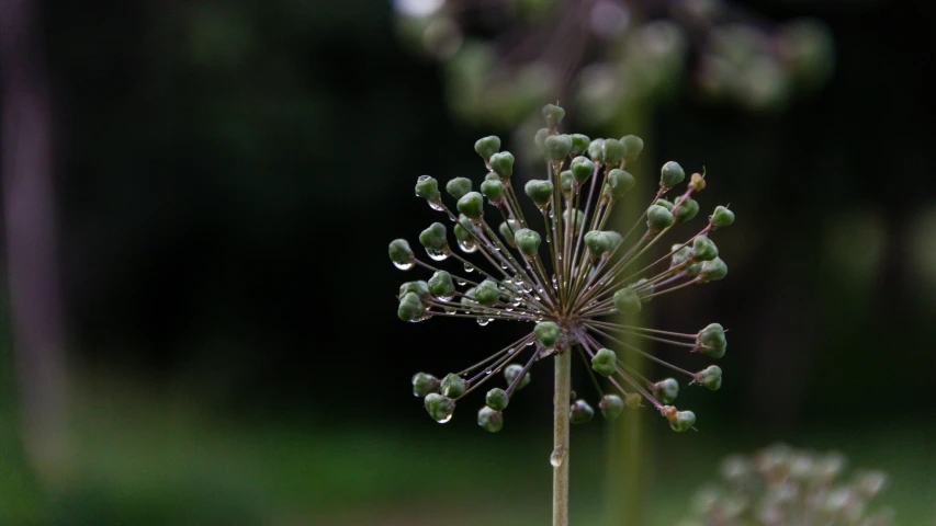 closeup of a purple flower head in blurry pograph