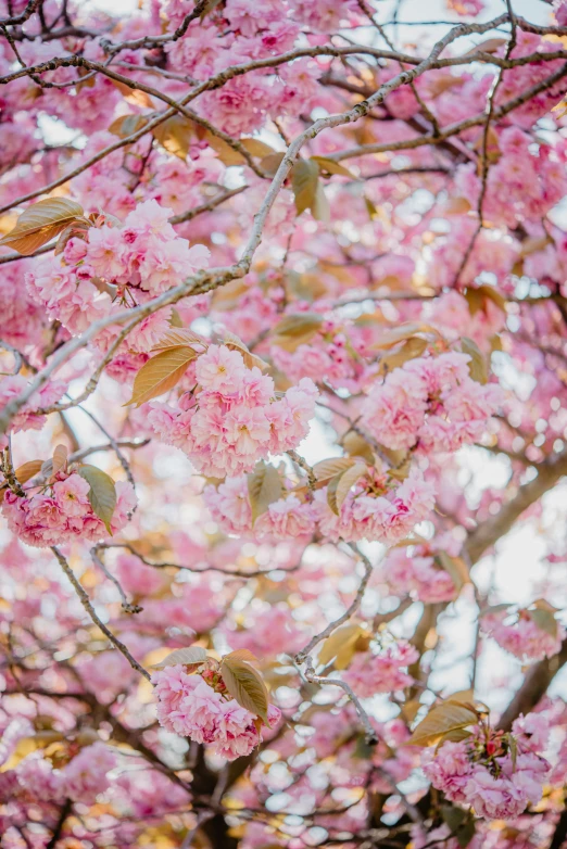 pink flowers and leaves on the nches of a tree