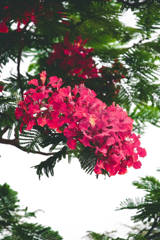 the red flowers look so bright and very blooming