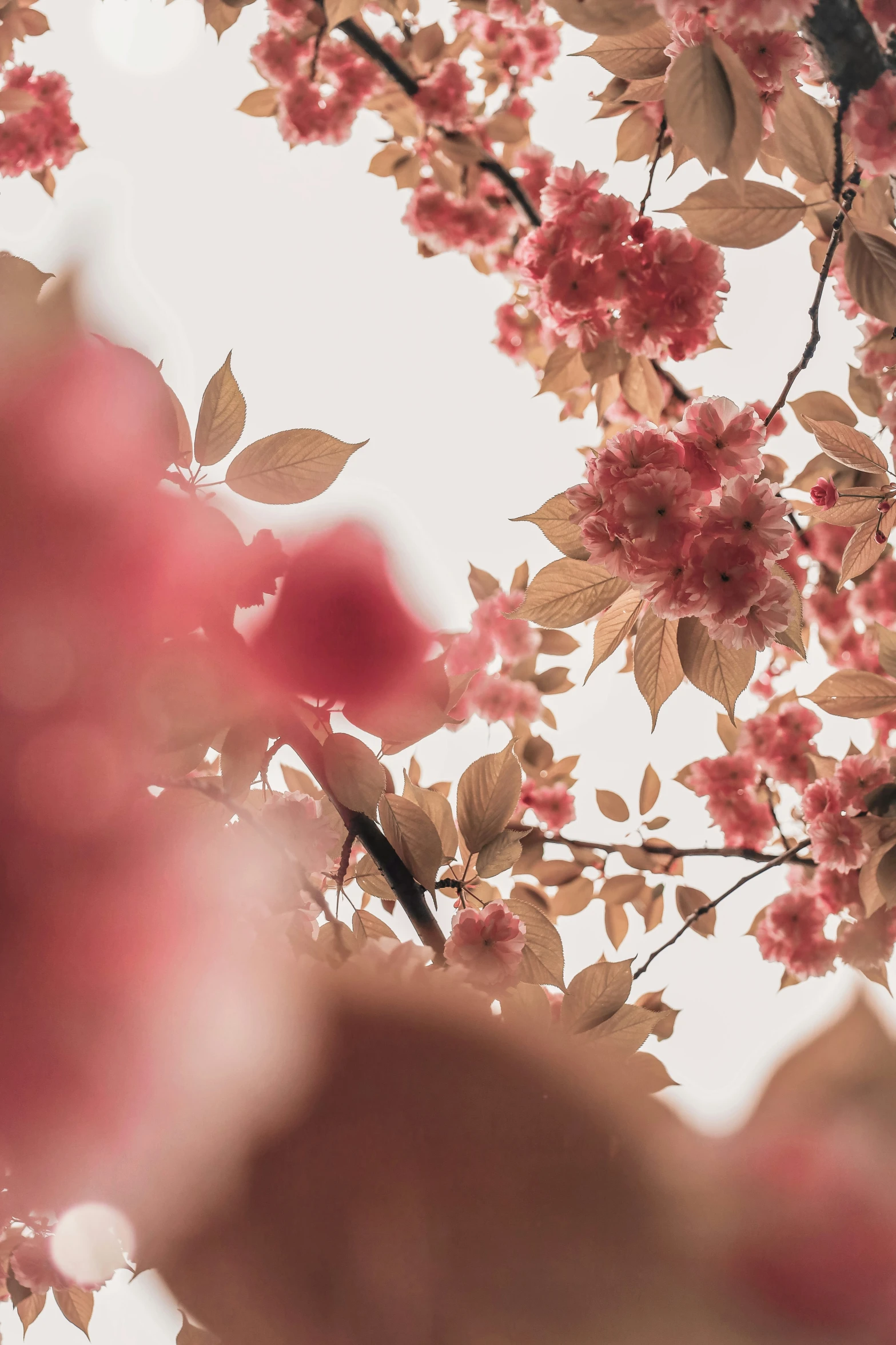 a bird perched on top of pink flowered trees