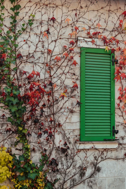 a window in a wall covered with green leaves and vines