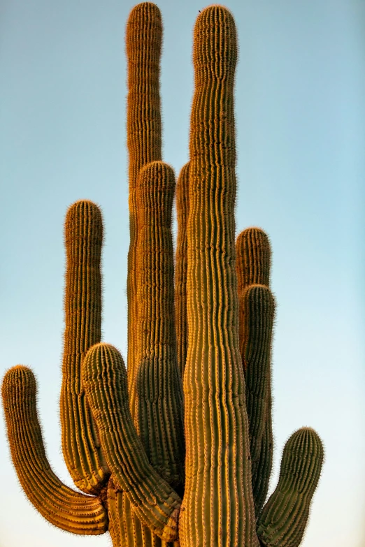 several large cactuses in a field near the desert