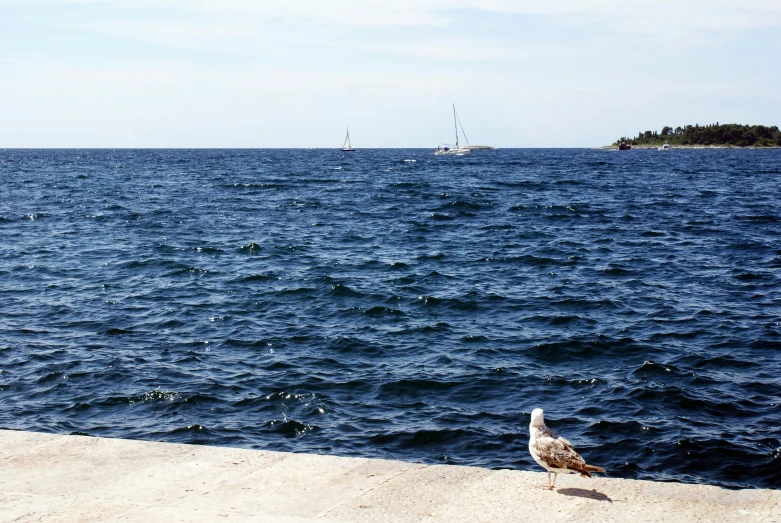 a seagull standing next to a bird on the side of the ocean