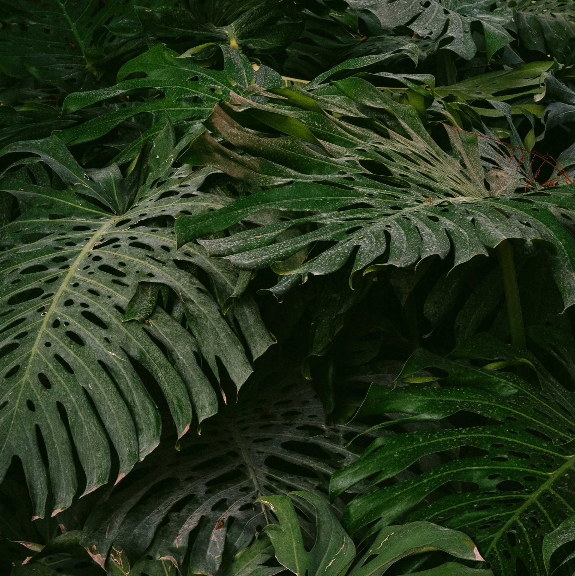 a big green plant with very many leaves