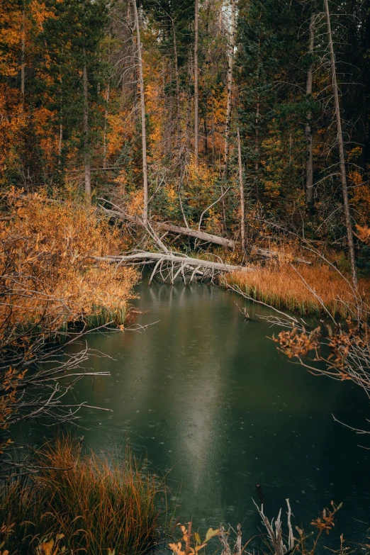 the waters are green and the tree are changing colors