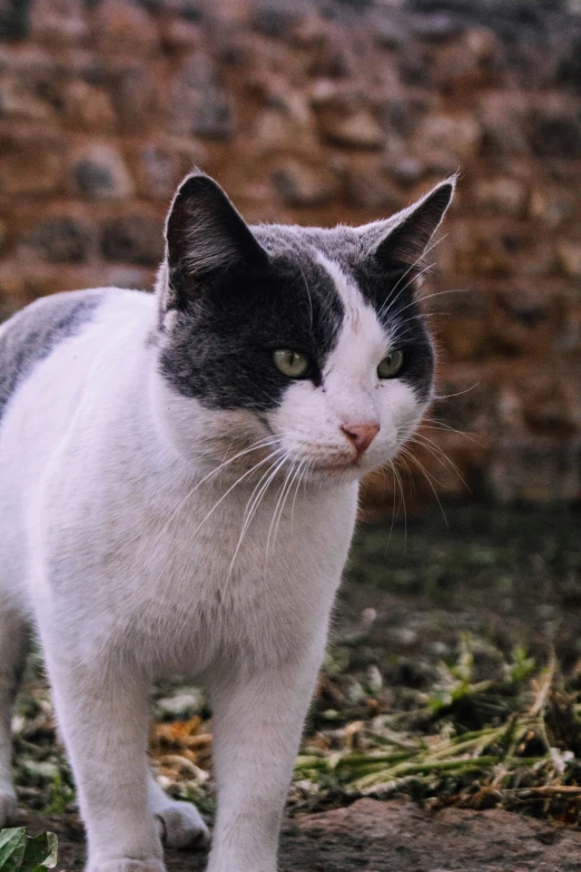 there is a white cat with green eyes