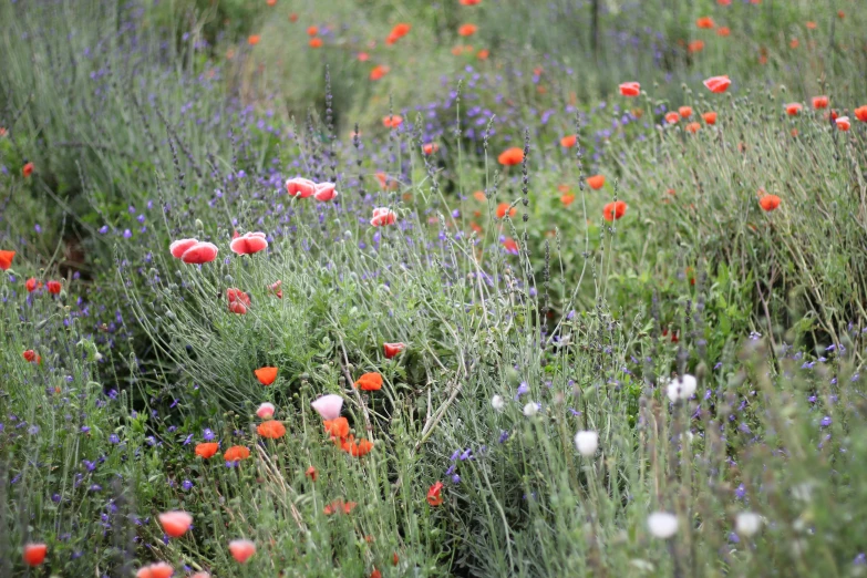 a field of flowers that are near a forest