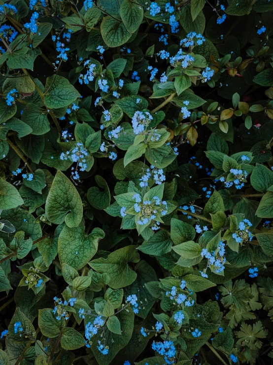 the blue flowers are growing in a bush