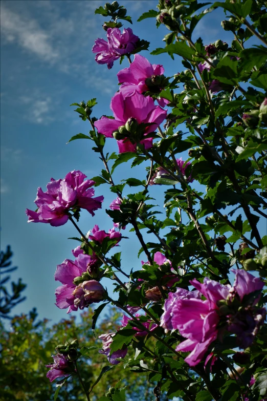 some pretty purple flowers in the air with a sky background