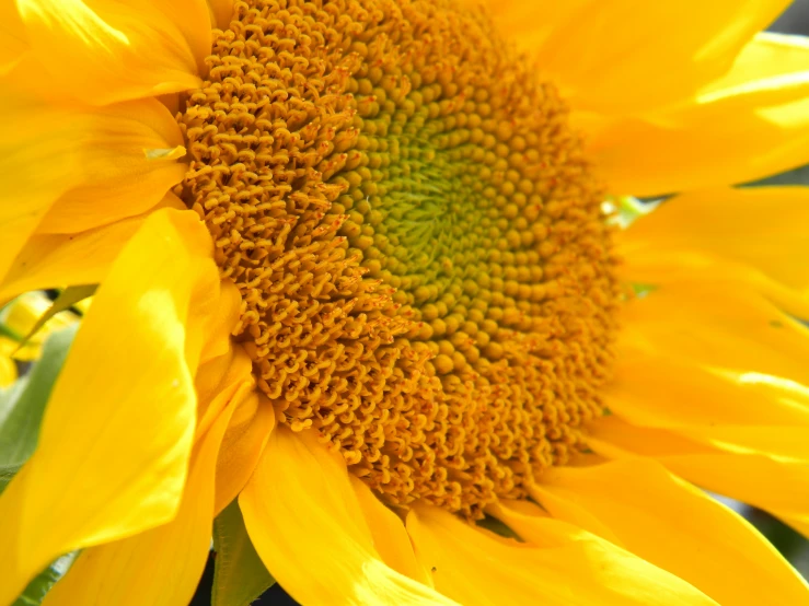 a large yellow sunflower in bloom, with lots of pollen