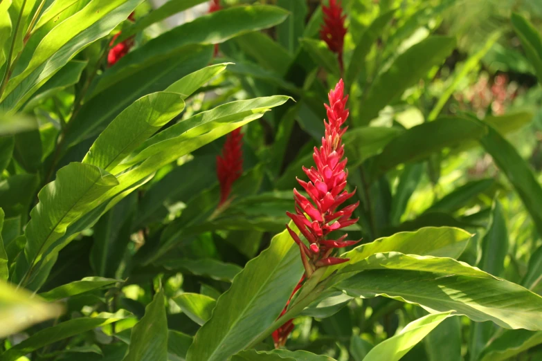 a cluster of red flowers that have been in some bushes