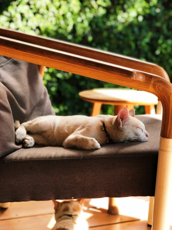 a cat lying on the couch, with its head on a cushion