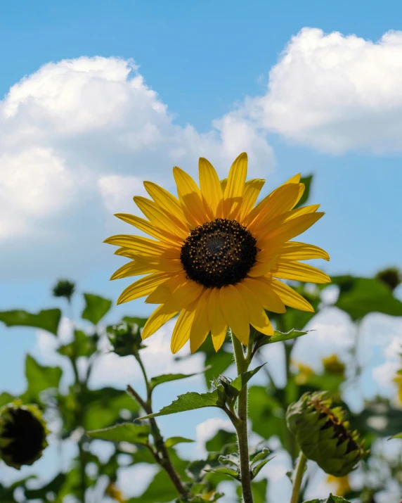 a sunflower is shown in front of a blue sky