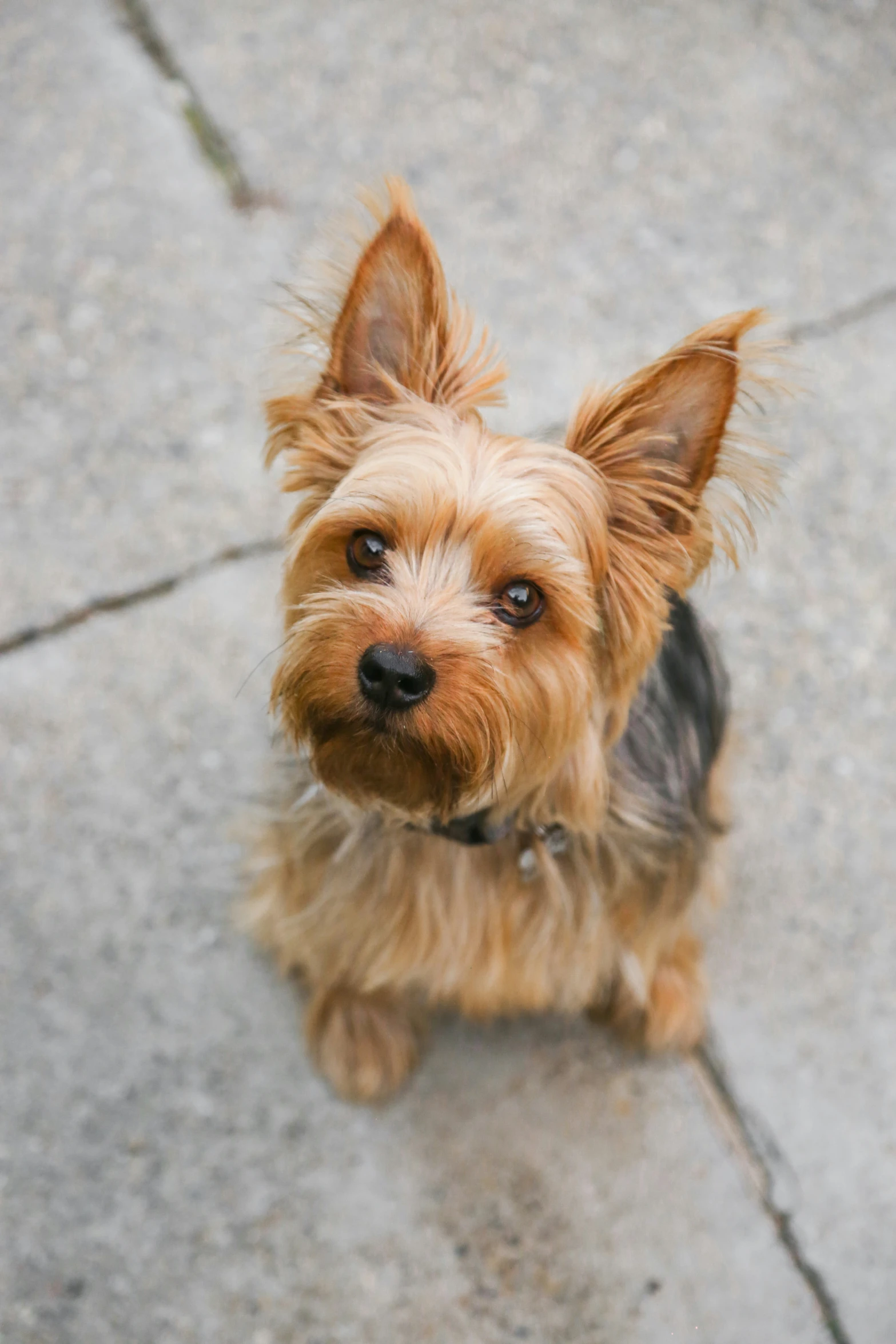 a little brown dog sitting on a sidewalk