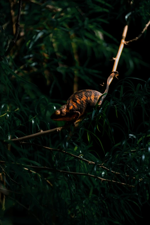 a green tree with some brown leaves and some nches