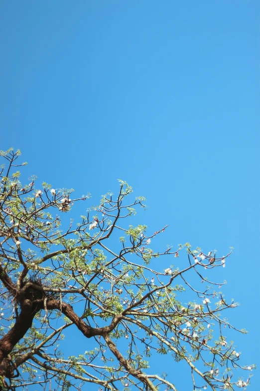 a very big tree and a small plane flying above