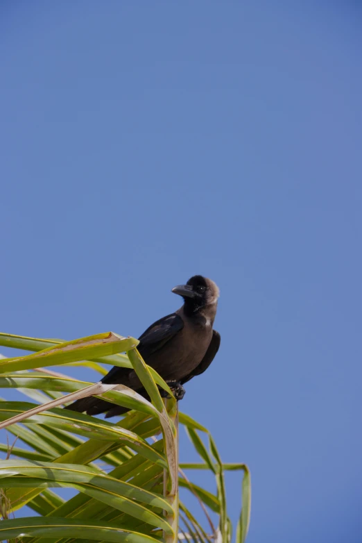 a black bird sitting on top of a green plant