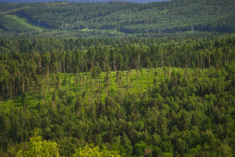 a large green grassy field with a forest