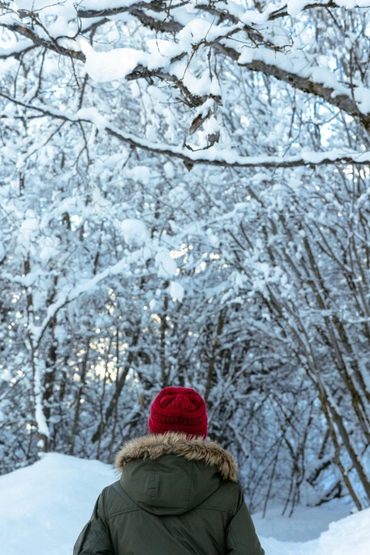 a person standing in the snow watching trees with lots of snow