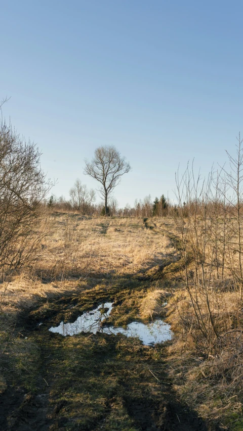 trees and a body of water sit on a dry ground