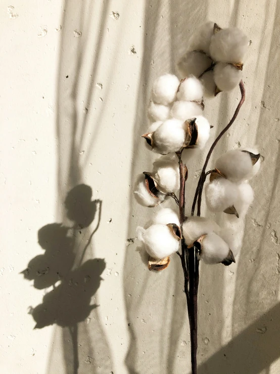 a tall plant with cotton in the foreground