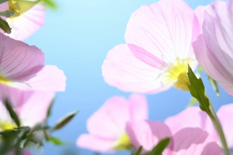 pink flowers bloom in front of a blue sky