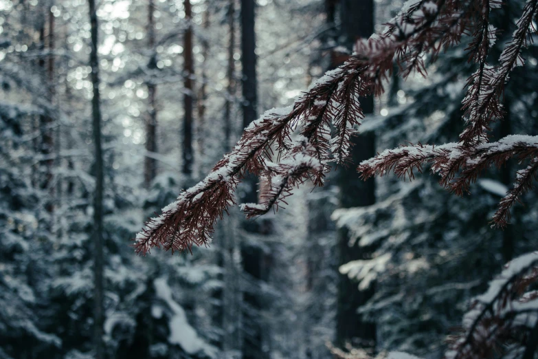 the woods covered with snow are very tall