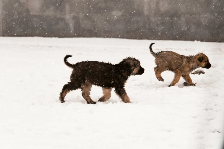 two dogs that are running in the snow