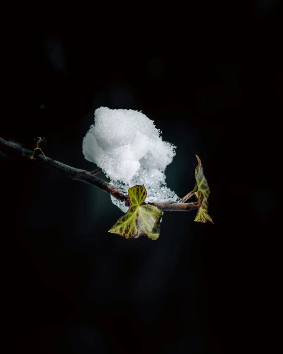 a close up po of some snow on a nch