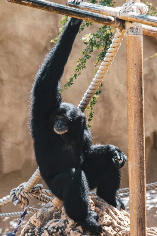 a mother gorilla is holding a baby on the ropes