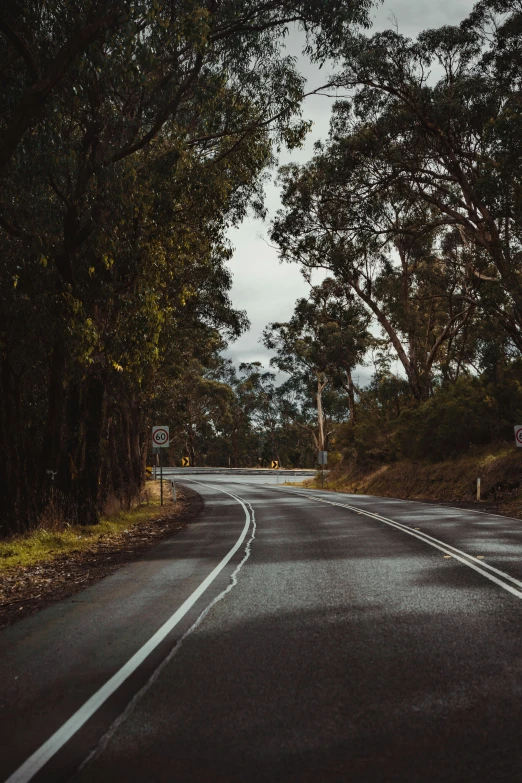 the view down a long road lined with trees