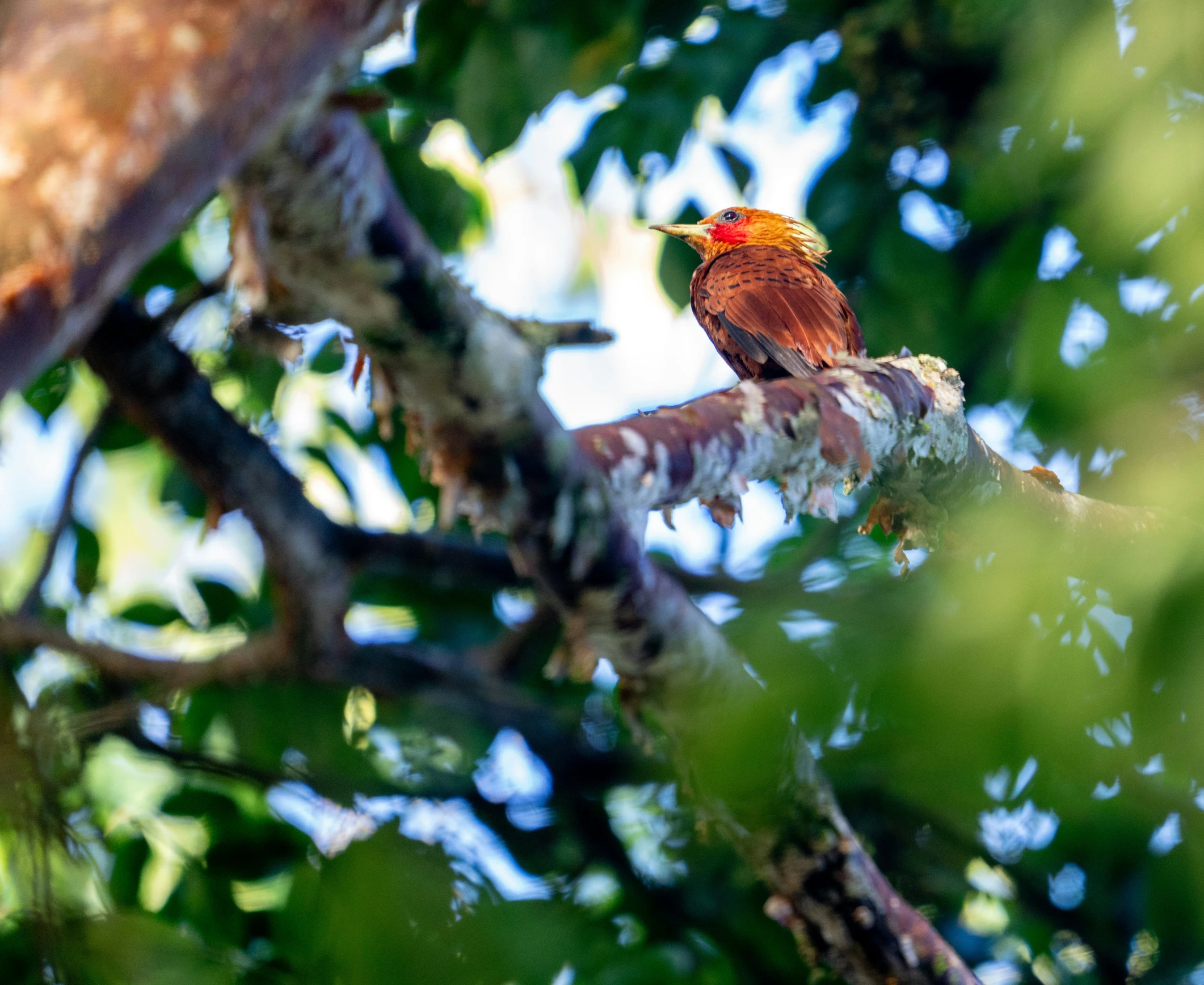 a bird perched on top of a tree nch