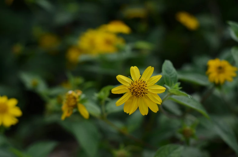 this is a po of some flowers and leaves