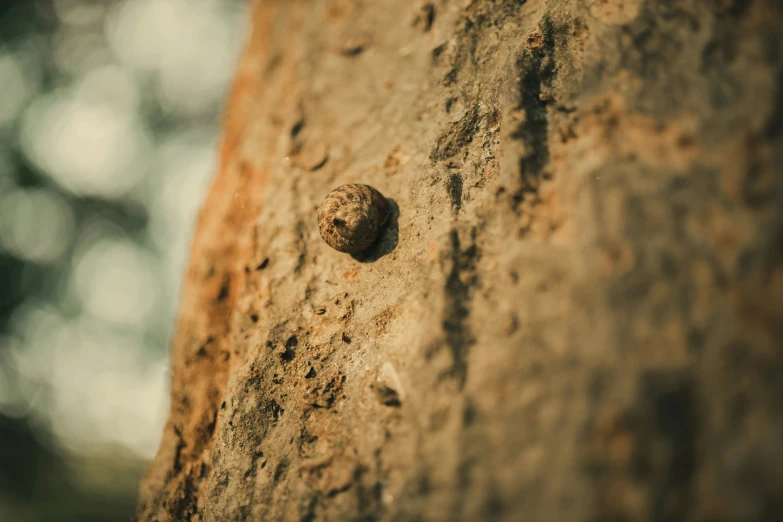 a rock with some brown rocks around it