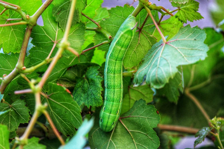 a green lizard is in a tree surrounded by leaves