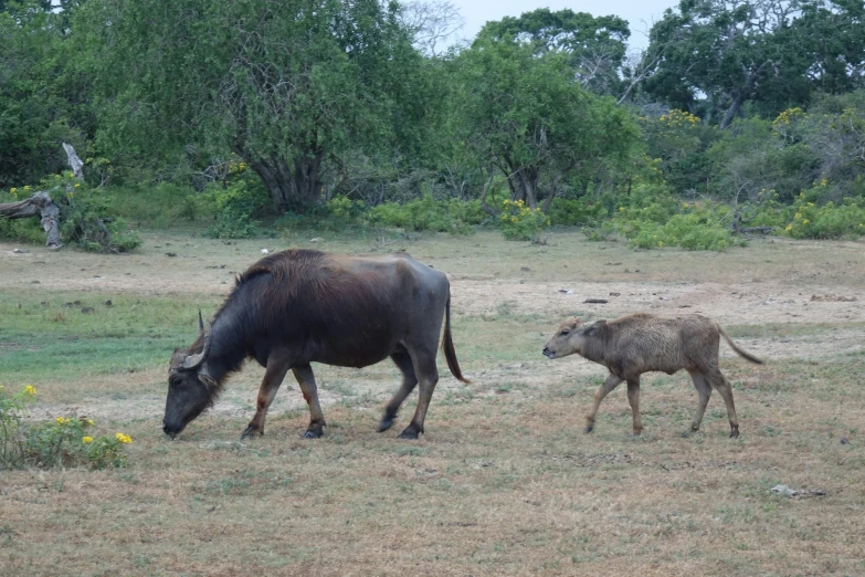 a buffalo and a ram grazing in a field