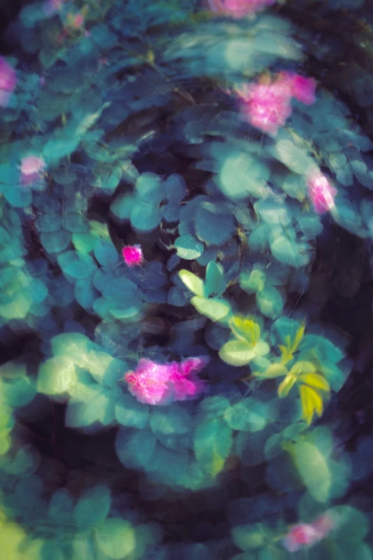 a blurry image of water lilies and some leaves