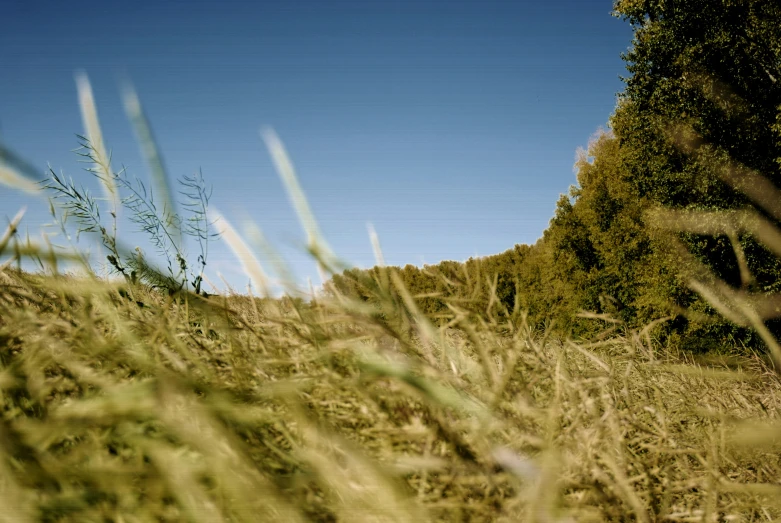 a field with tall grass and trees