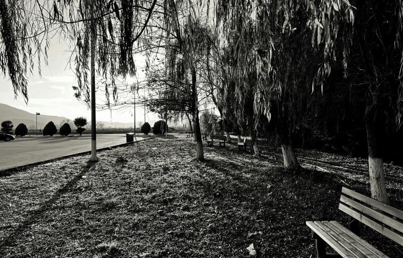 a lone bench sits underneath the trees next to a field