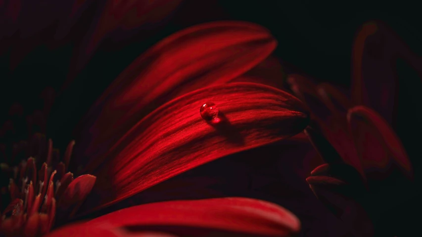 a close up s of a bright red flower