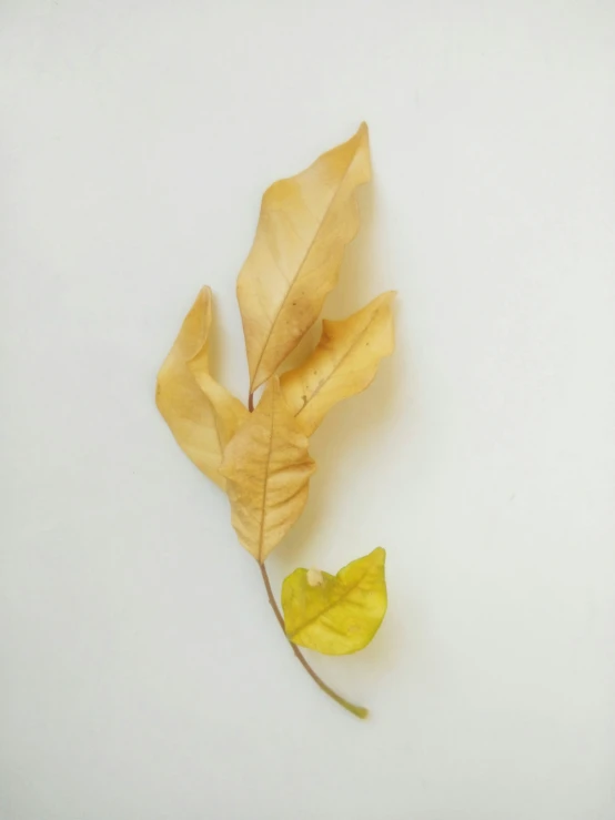 a single leaf sits on the floor