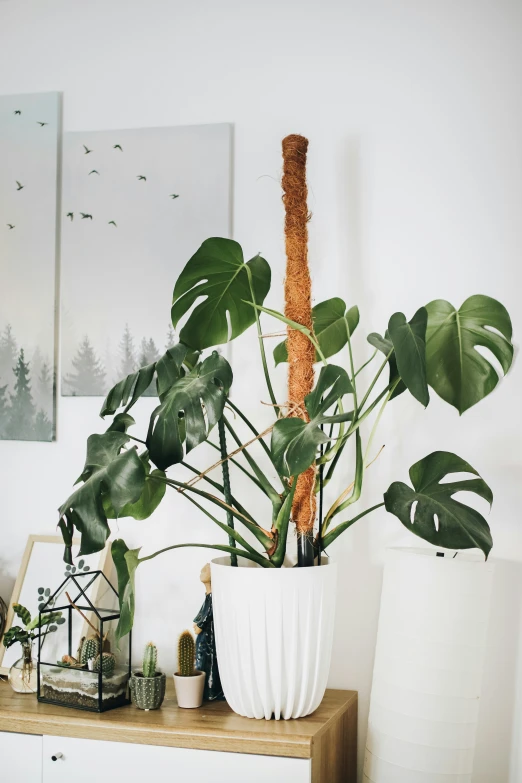 the large plant is growing in the white pot