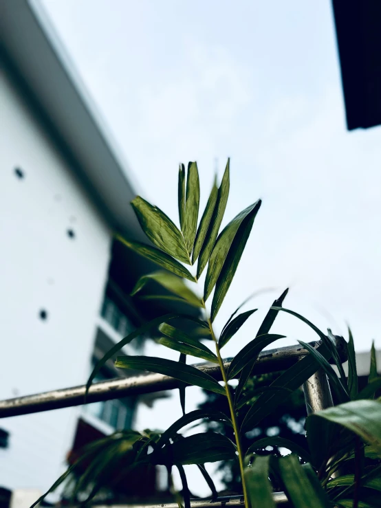 small green plant with long leaves in a garden