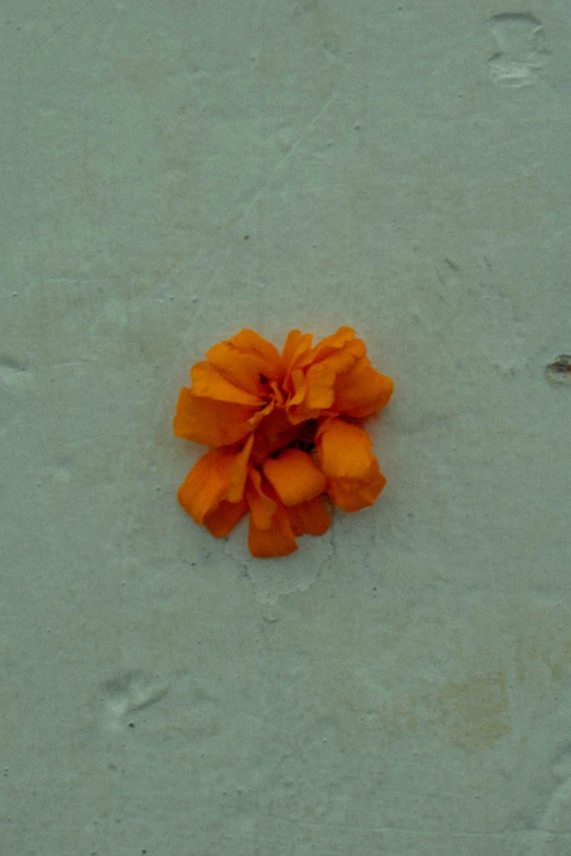 orange petals laying on top of a beach